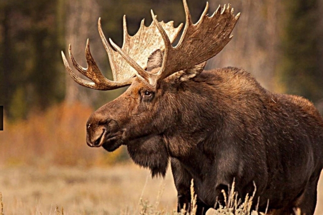 База отдыха с гостиницей и комфортабельными номерами